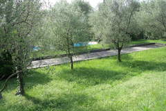 wiese